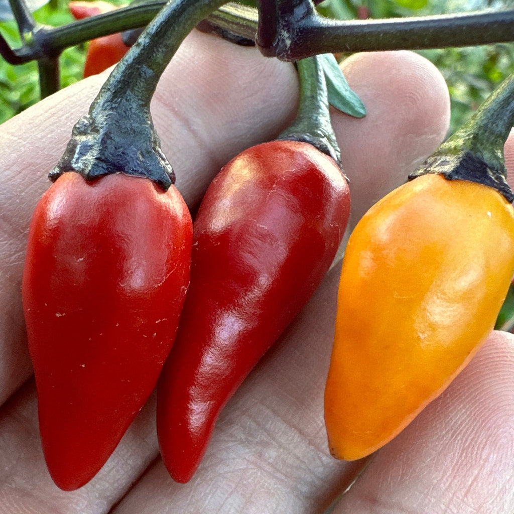 Purple NN Pepper Seeds: Colorful Peppers (20+ Seeds)