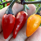 Purple NN Pepper Seeds: Colorful Peppers (20+ Seeds)