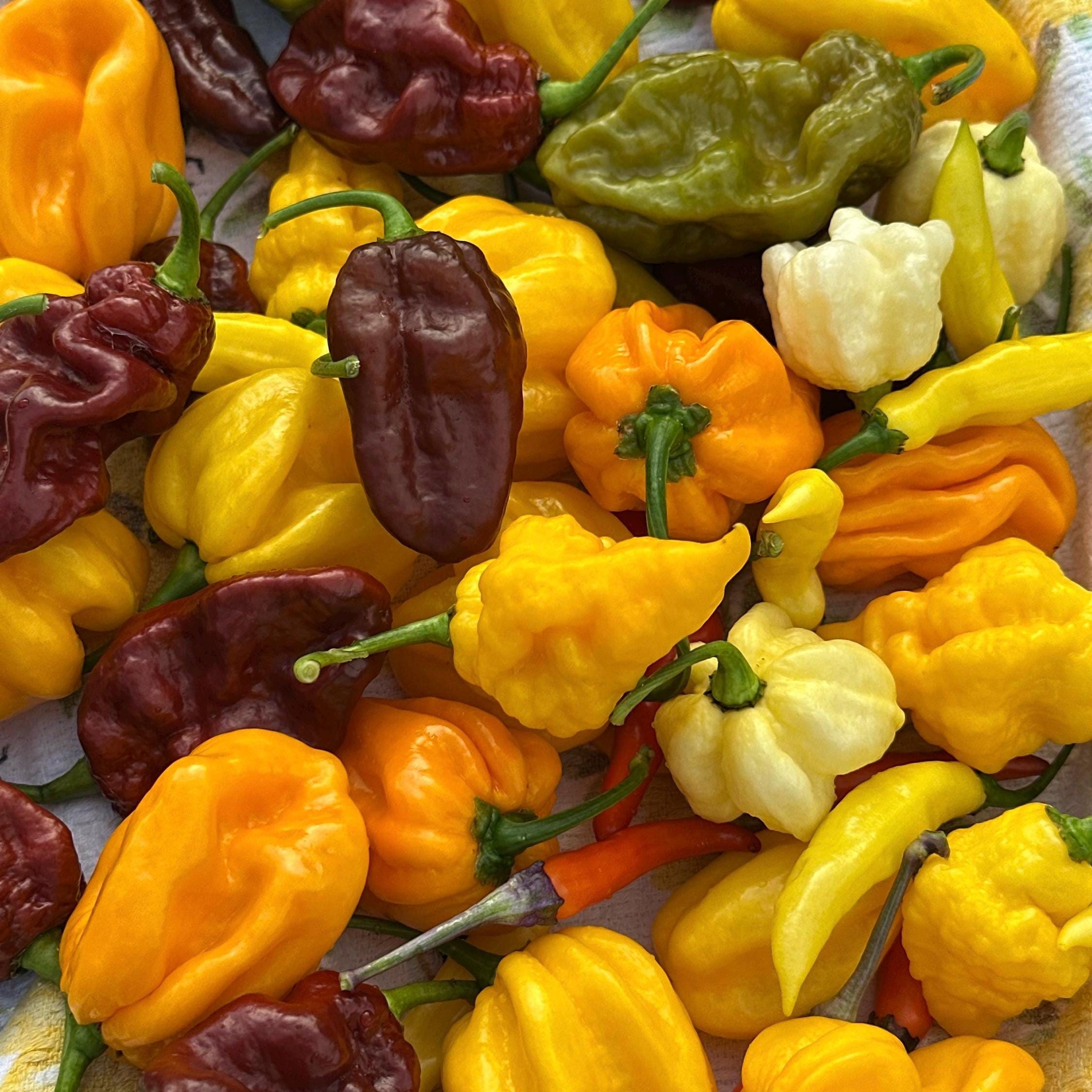 Fresh Hot Peppers -Mixed Varieties Small USPS Priority Mail Flat Rate Box