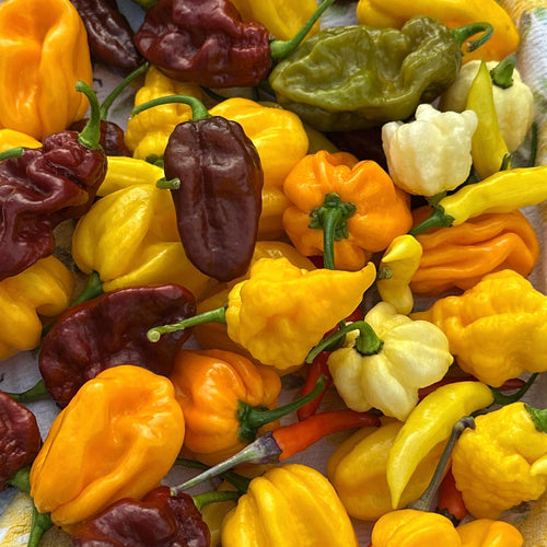 Fresh Hot Peppers -Mixed Varieties Small USPS Priority Mail Flat Rate Box