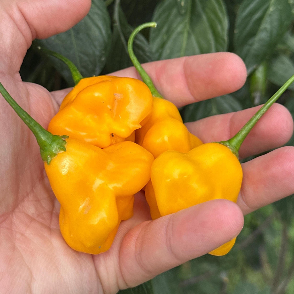 Aji Fantasy Orange -   20+ Pepper Seeds
