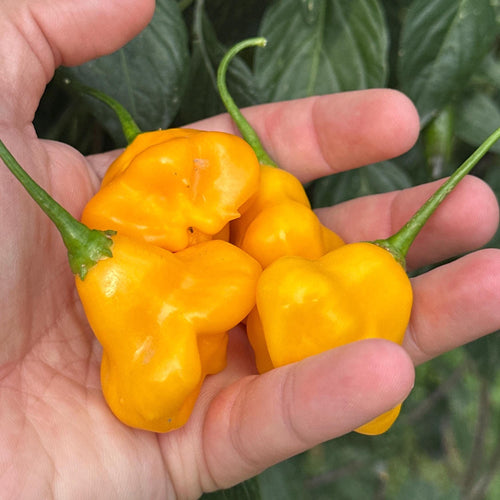 Aji Fantasy Orange -   20+ Pepper Seeds