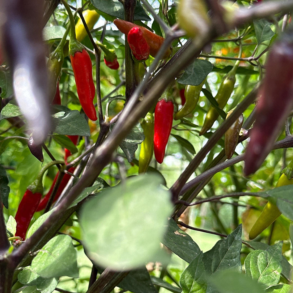 Dreamcatcher X Bleeding Rawit NB -   20+ Pepper Seeds