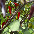 Dreamcatcher X Bleeding Rawit NB -   20+ Pepper Seeds