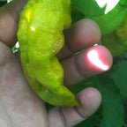 Mustard Carbonero Cross Pepper Seeds  -  20+ Hot Pepper Seeds