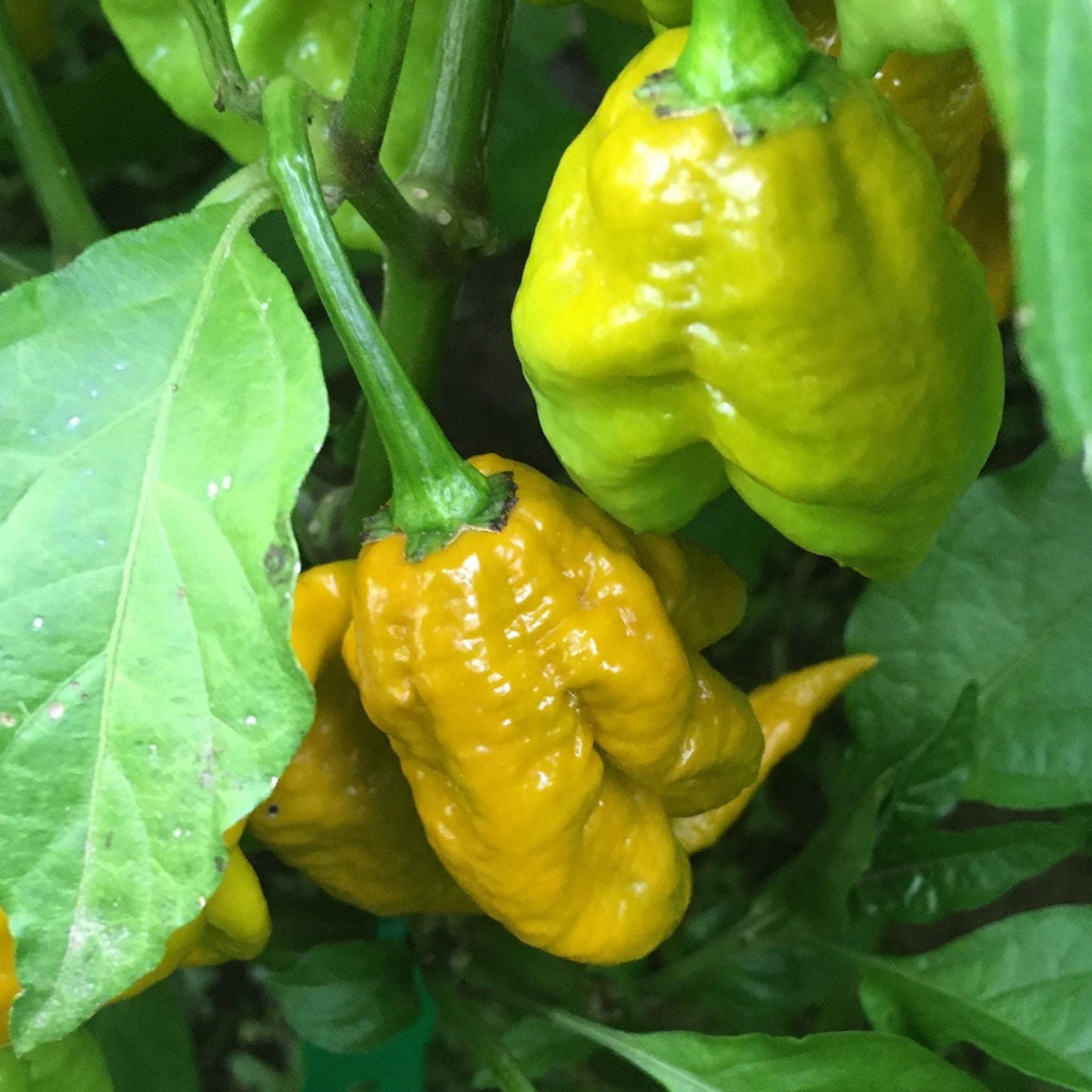Mustard Carbonero Cross Pepper Seeds  -  20+ Hot Pepper Seeds
