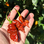Svarog Chocolate F3 Pepper Seeds - 20+ Super Hot