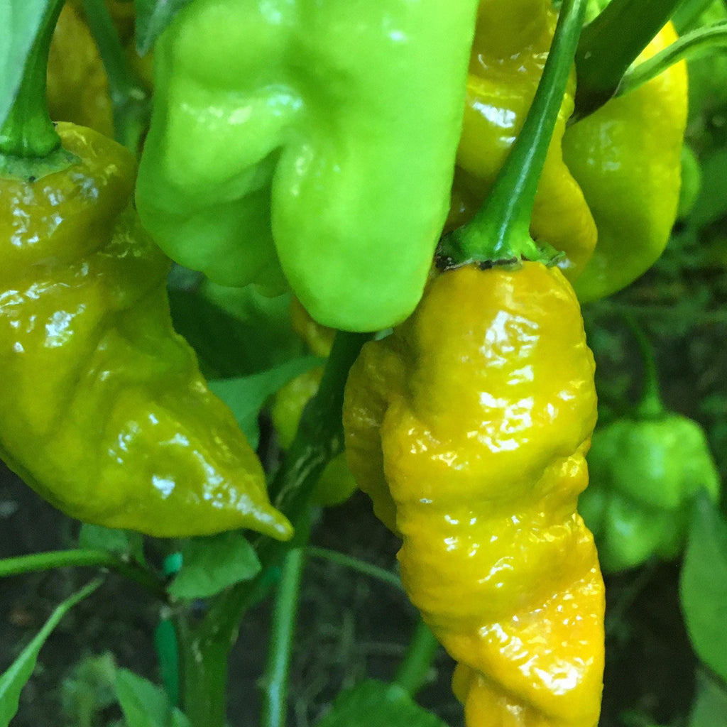 Mustard Carbonero Cross Pepper Seeds  -  20+ Hot Pepper Seeds