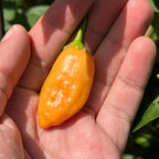 Big Inca Orange Drop F3 Pepper Seeds -   20+ Pepper Seeds