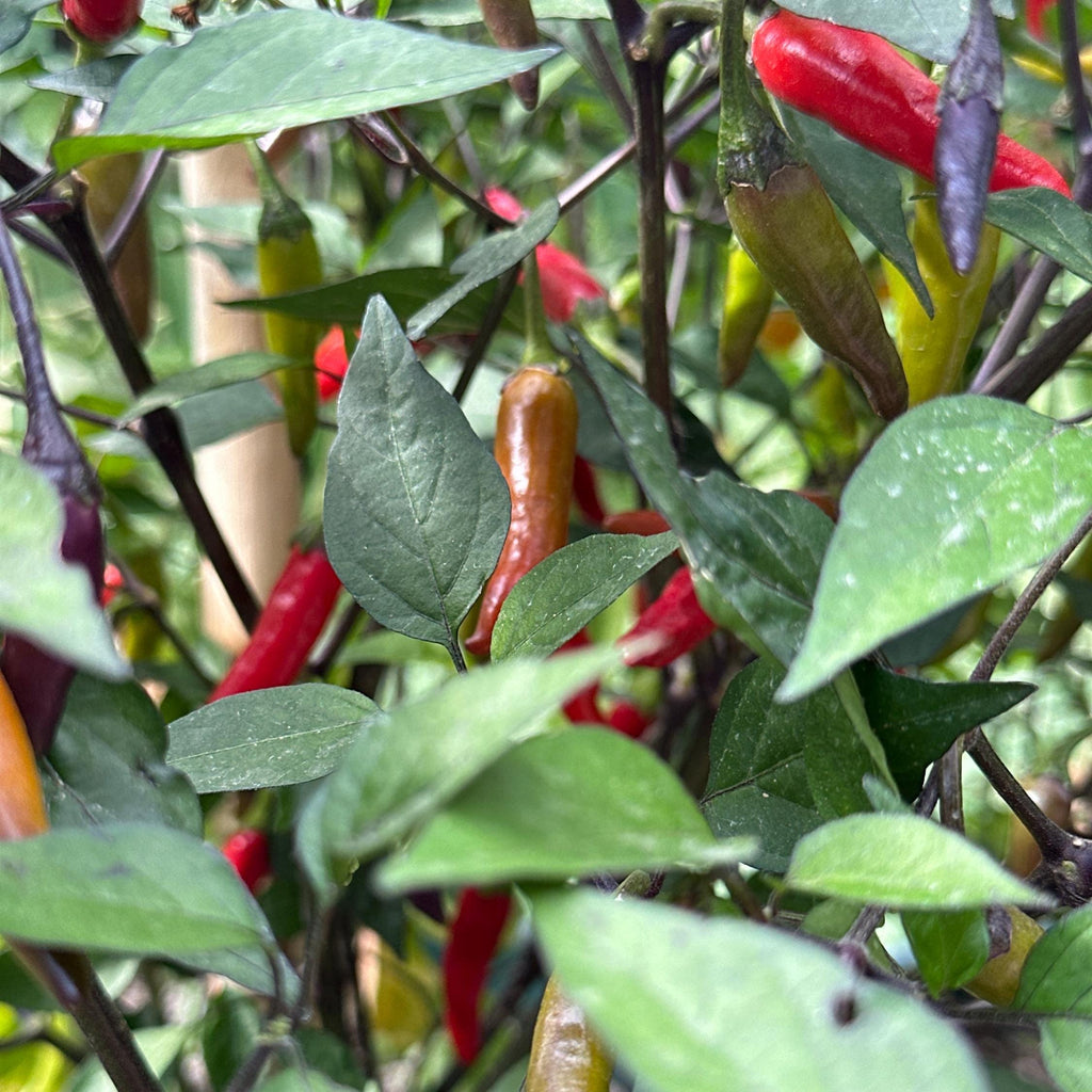 Dreamcatcher X Bleeding Rawit NB -   20+ Pepper Seeds