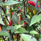 Dreamcatcher X Bleeding Rawit NB -   20+ Pepper Seeds