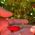 Biquinho X F3 Pepper Seeds: Hot & Fruity (20+ Seeds)