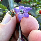 Purple NN Pepper Seeds: Colorful Peppers (20+ Seeds)