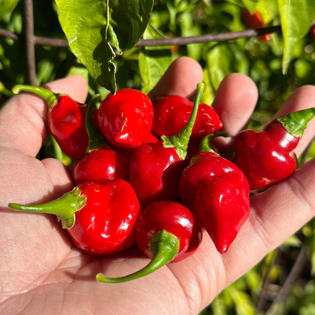 Biquinho X F3 Pepper Seeds: Hot & Fruity (20+ Seeds)