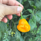 Aji Fantasy Orange -   20+ Pepper Seeds