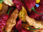 Superhot Pepper Seed Variety Pack: 25+ Unlabeled Mixed Rare Seeds