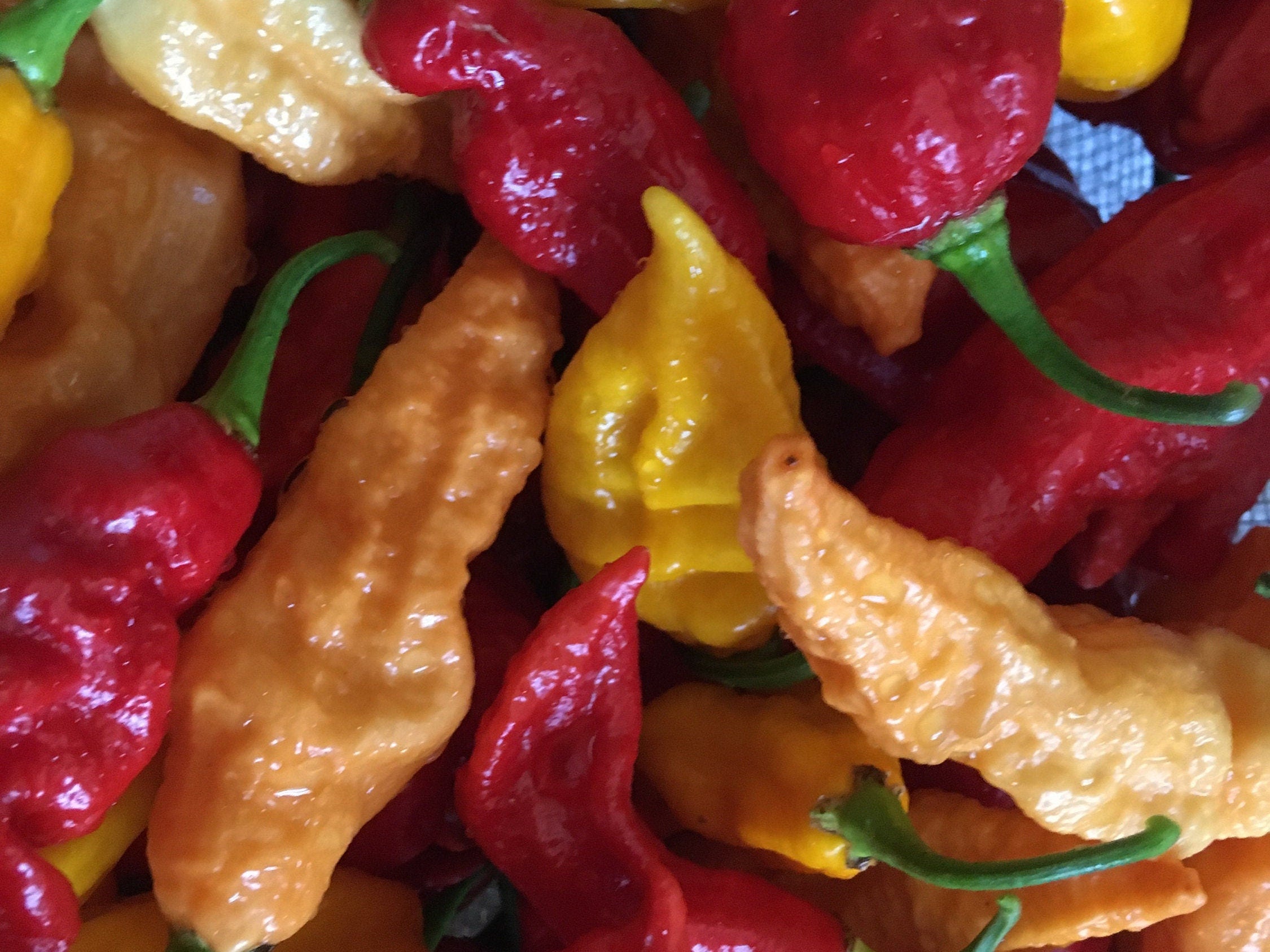 Superhot Pepper Seed Variety Pack: 25+ Unlabeled Mixed Rare Seeds