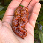 Svarog Chocolate F3 Pepper Seeds - 20+ Super Hot