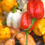 Mixed Rare Pepper Seed Variety Pack Unlabeled Seeds   -  40+ Pepper Seeds
