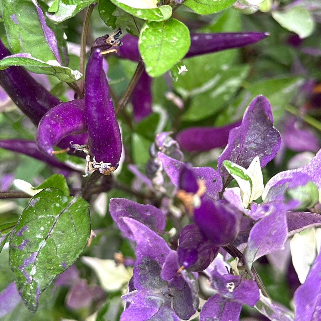 Mixed Variegated Pepper Seed Variety Pack Unlabeled Seeds - 25+  Rare Pepper Seeds