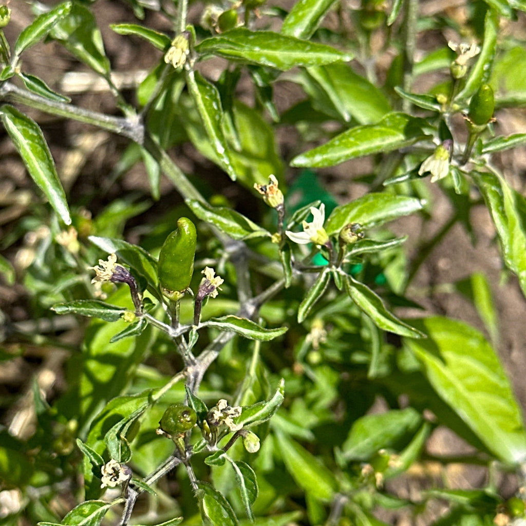 Pequin  Pepper Seeds -  Bird Pepper - 20+ Hot Pepper Seeds