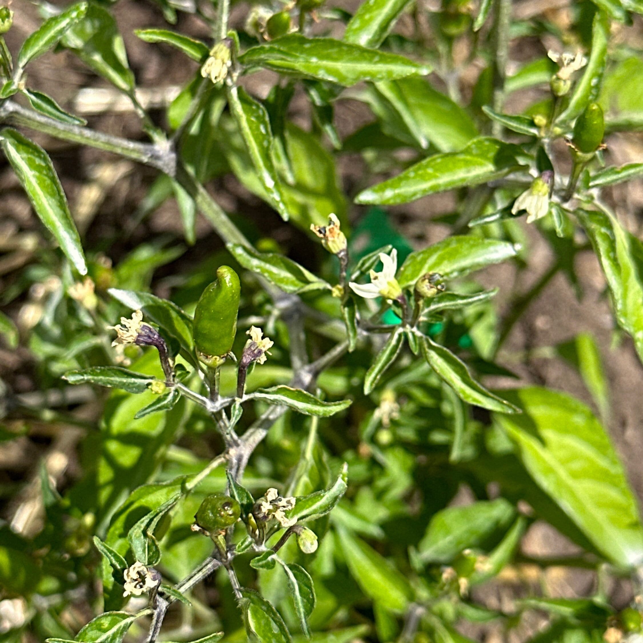 Pequin  Pepper Seeds -  Bird Pepper - 20+ Hot Pepper Seeds