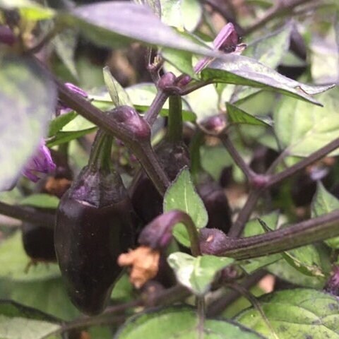 Variegated Jigsaw Pepper Seeds -   20+ Pepper Seeds
