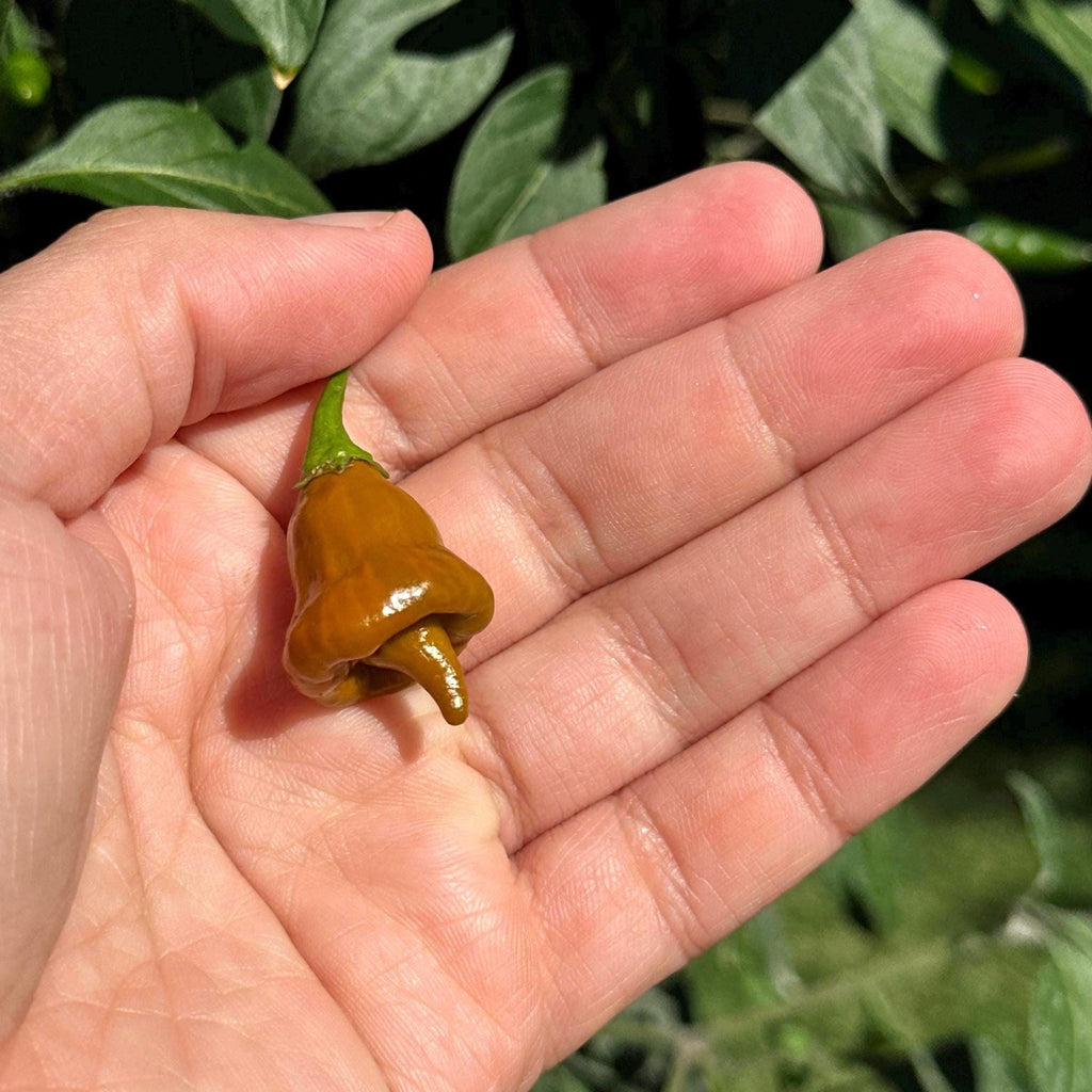 Pointed Mustard Habanero Pepper Seeds -   20+ Hot Pepper Seeds