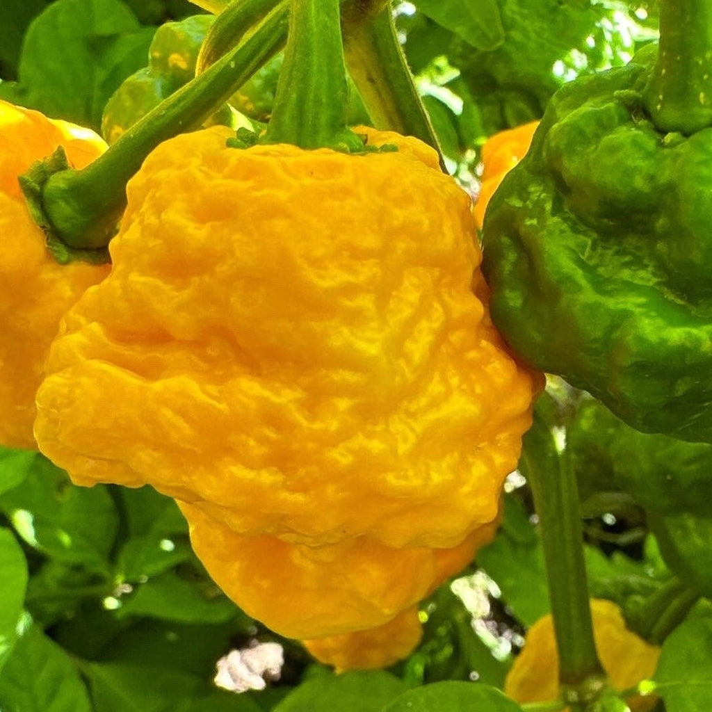 7 - Pack Pepper Seed Combo Deal - 140+ Pepper Seeds