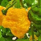 7 - Pack Pepper Seed Combo Deal - 140+ Pepper Seeds