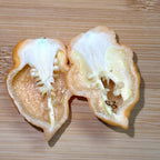 Orange Chicken F6 Pepper Seeds -  20+ Hot Pepper Seeds