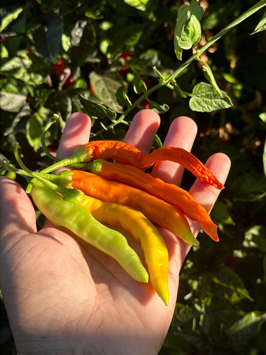 Sili-A-Top Pepper Seeds -   20+ Pepper Seeds
