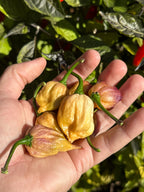JPGS x GYPOB (Cream) F5 Pepper Seeds -  Jays Peach Ghost Scorpion x Ghost Yaki Purple Orange Big 20+ Super Hot Pepper Seeds
