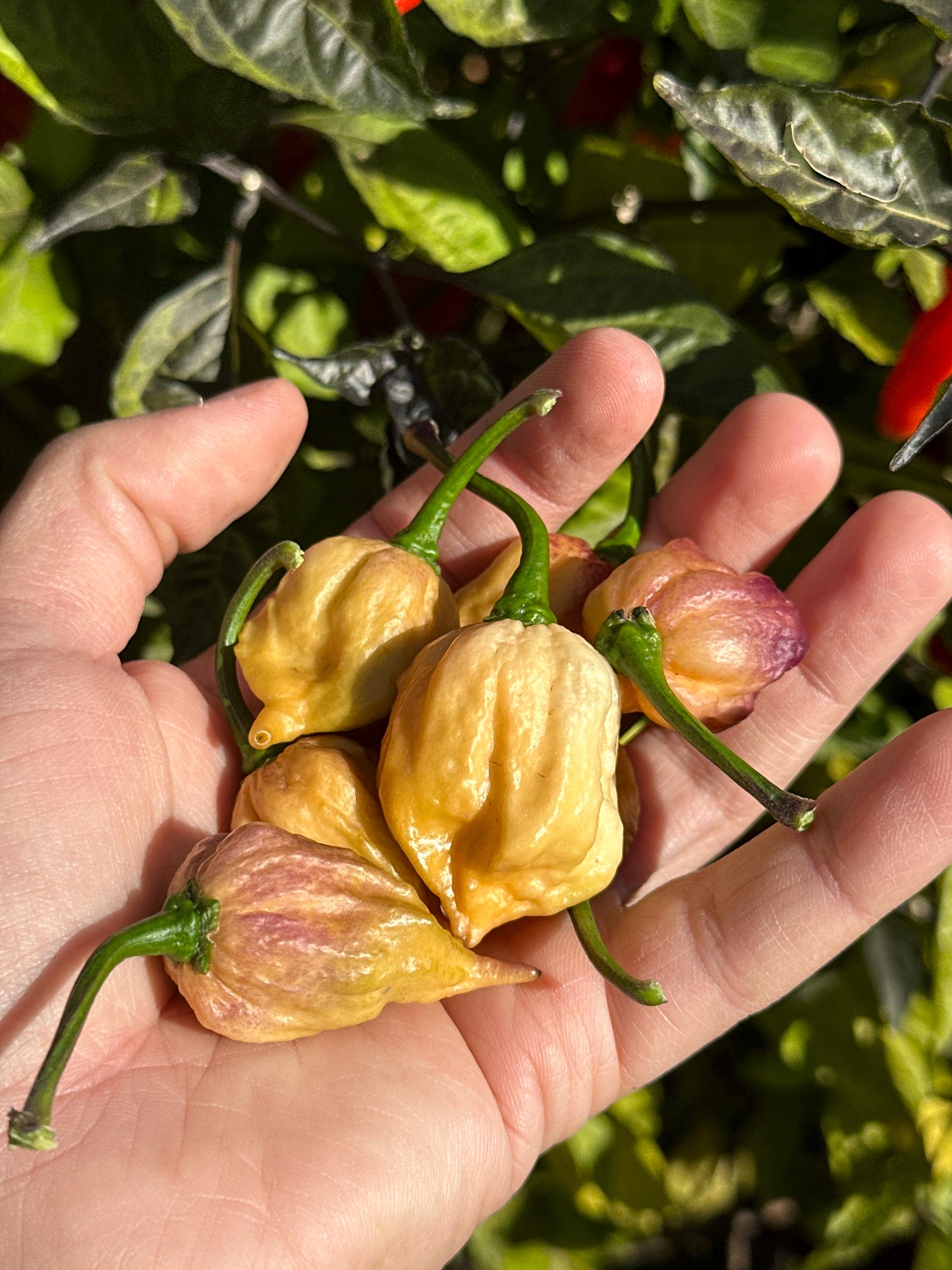 JPGS x GYPOB (Cream) F5 Pepper Seeds -  Jays Peach Ghost Scorpion x Ghost Yaki Purple Orange Big 20+ Super Hot Pepper Seeds