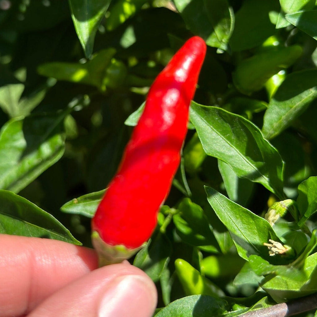 Wild Brazil Cross F2 Seeds - Hot Pepper Variety (20+ Seeds)