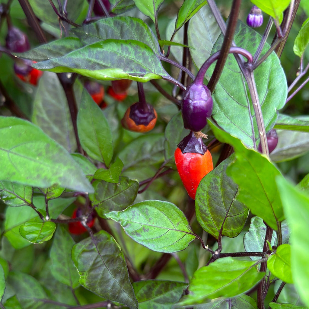 Black Tongue Scorpion Pepper -   20+ Pepper Seeds