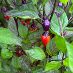 Black Tongue Scorpion Pepper -   20+ Pepper Seeds