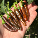 Variegated Chocolate  Space Chili Afterglow  Pepper Seeds -   20+ Pepper Seeds