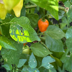 Jamy Pepper Seeds – Capsicum Baccatum (20+ Seeds)