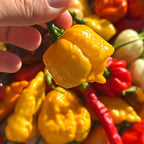 Yellow Brain Strain  Pepper Seeds -  20+ Hot Pepper Seeds