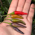 Dreamcatcher X Bleeding Rawit NB -   20+ Pepper Seeds