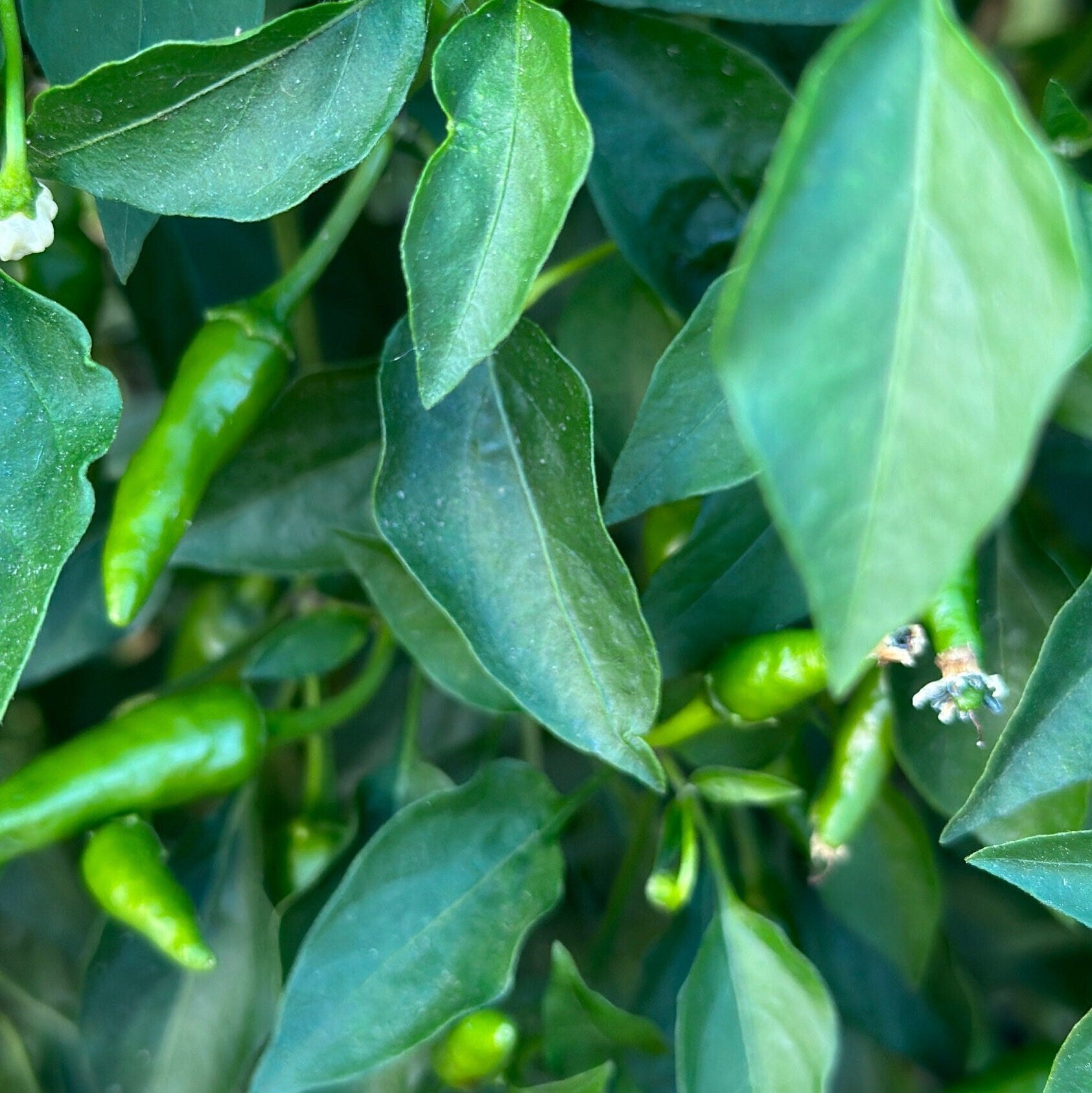 Wild Brazil Cross F2 Seeds - Hot Pepper Variety (20+ Seeds)