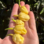 White 7 Pot Bubblegum Pepper Seeds -   20+ Hot Pepper Seeds
