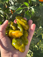 Green Ghost Pepper Seeds - 20+ Super Hot Seeds