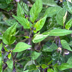Variegated Filius Blue Pepper Seeds: Colorful Hot Peppers (20+ Seeds)