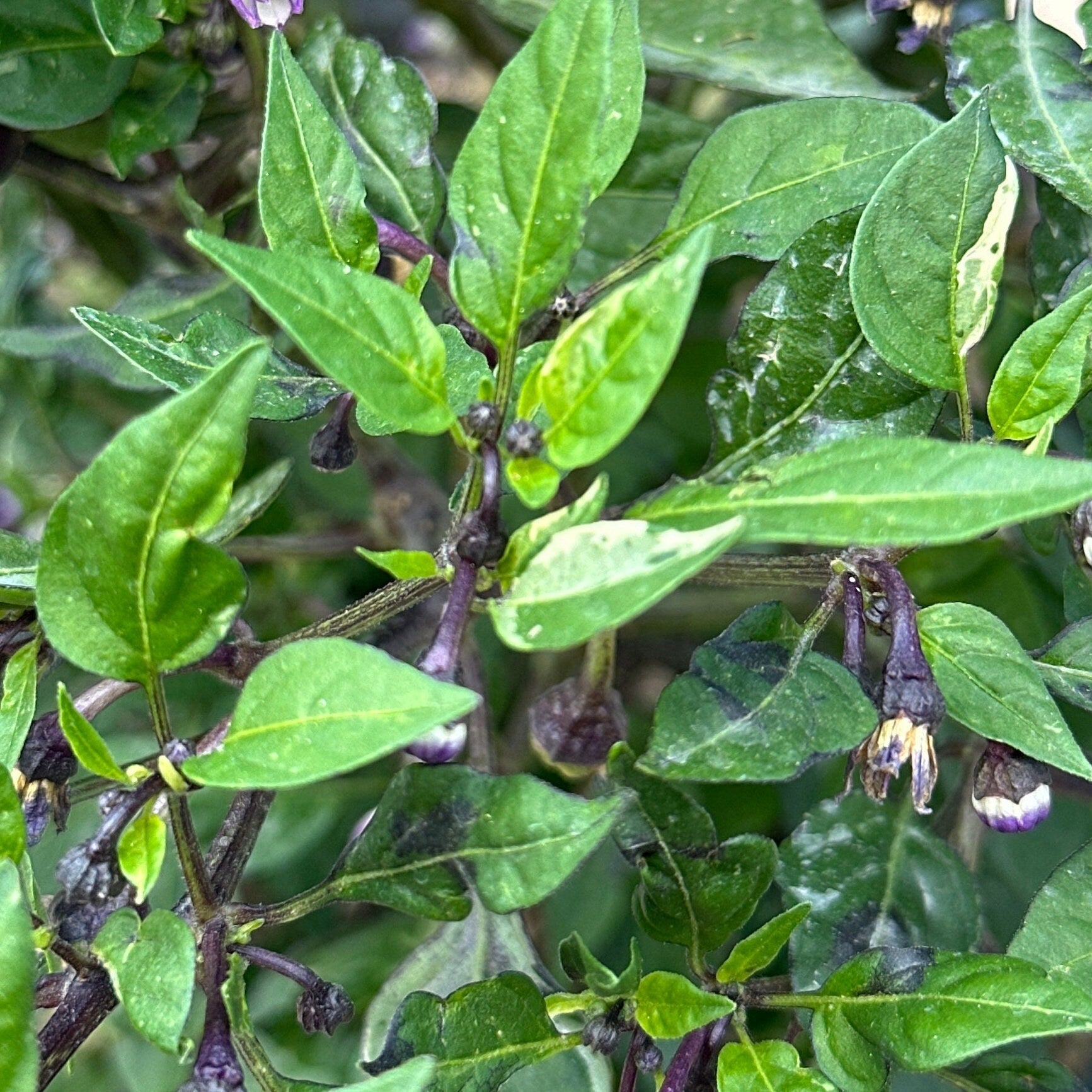 Variegated Filius Blue Pepper Seeds: Colorful Hot Peppers (20+ Seeds)