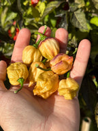 JPGS x GYPOB (Cream) F5 Pepper Seeds -  Jays Peach Ghost Scorpion x Ghost Yaki Purple Orange Big 20+ Super Hot Pepper Seeds