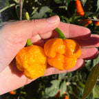 Yellow Brain Strain  Pepper Seeds -  20+ Hot Pepper Seeds