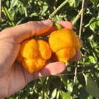 Yellow Brain Strain  Pepper Seeds -  20+ Hot Pepper Seeds
