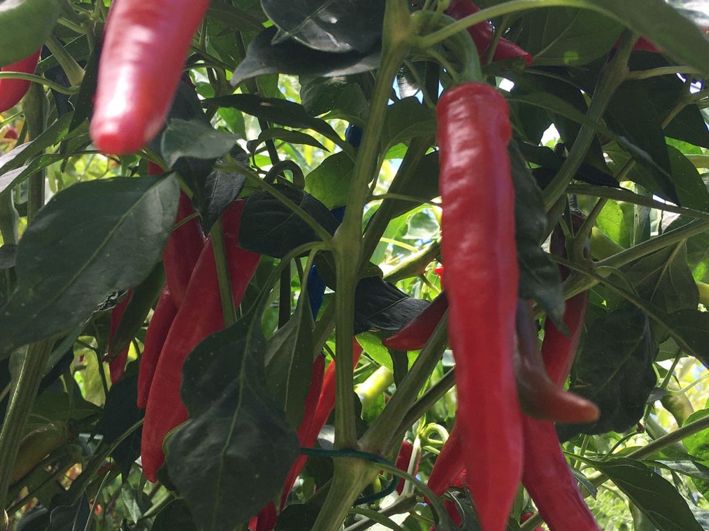 Fat Cayenne PepperSeeds -   20+ Hot Pepper Seeds